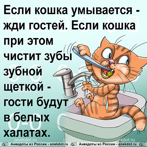 Если кошка умывается - жди гостей. 
Если кошка при этом чистит зубы зубной щеткой - гости будут в…